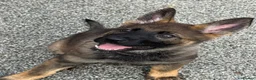 German Shepherd dogs for sale: Exceptional KC Reg Czech Working Line GSD Puppies - Advert 2