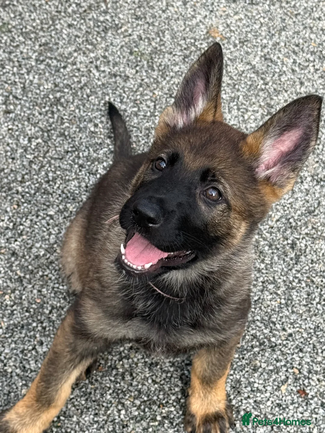 German Shepherd dogs for sale: Exceptional KC Reg Czech Working Line GSD Puppies - Advert 2