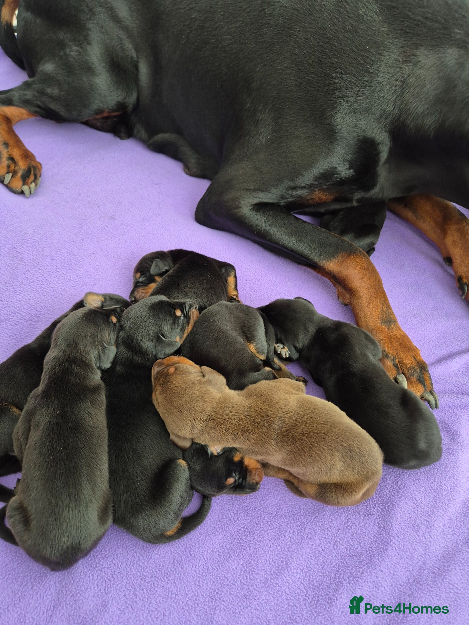 Dobermann dogs ⭐️⭐️⭐️⭐️⭐️ KC Reg European Dobermann puppies - Advert 14