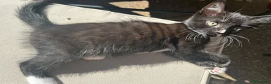 British Shorthair 3