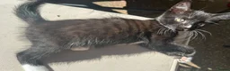 British Shorthair cats for sale: 3 black and white male kittens  - Advert 5