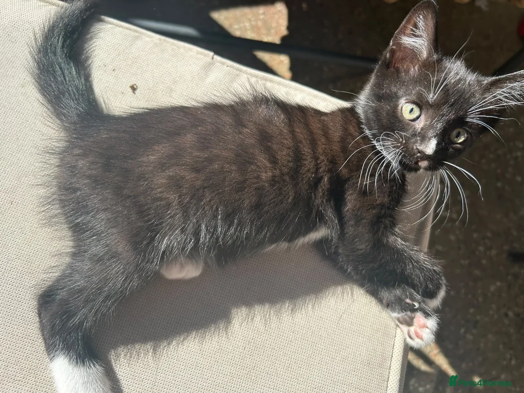 British Shorthair cats for sale: 3 black and white male kittens  - Advert 5