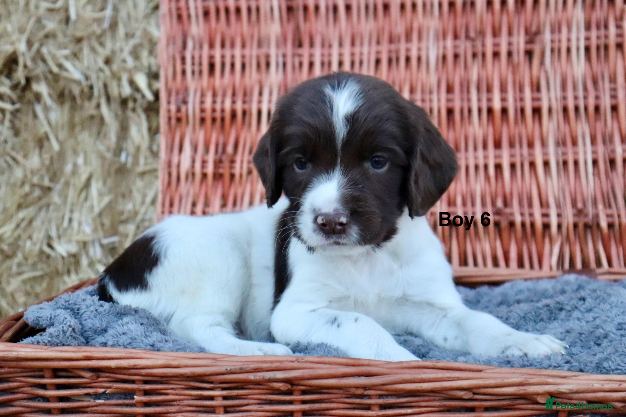 English Springer Spaniel dogs Beautiful Heath Tested Springer Spaniel Puppies. - Advert 1