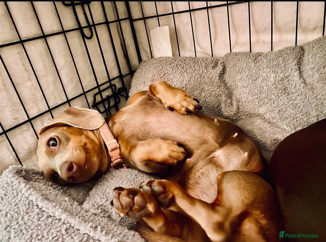 Miniature Dachshund dogs KC Registered Minatare Dachshund puppies for sale - Advert 2