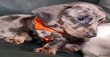Miniature Dachshund dogs - Advert 8