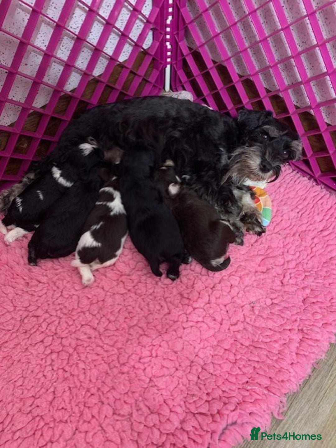 Miniature Schnauzer dogs for sale: 5* LICENSED - KC MINI (TOY) SCHNAUZER CHOCOLATE  - Advert 6