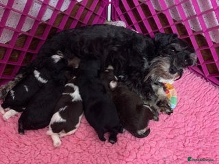 Miniature Schnauzer dogs 5* LICENSED - KC MINIATURE (TOY) SCHNAUZER LITTER - Advert 17