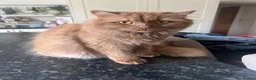 British Longhair cats for sale: Cinnamon British long hair girl 🧡 - Advert 5