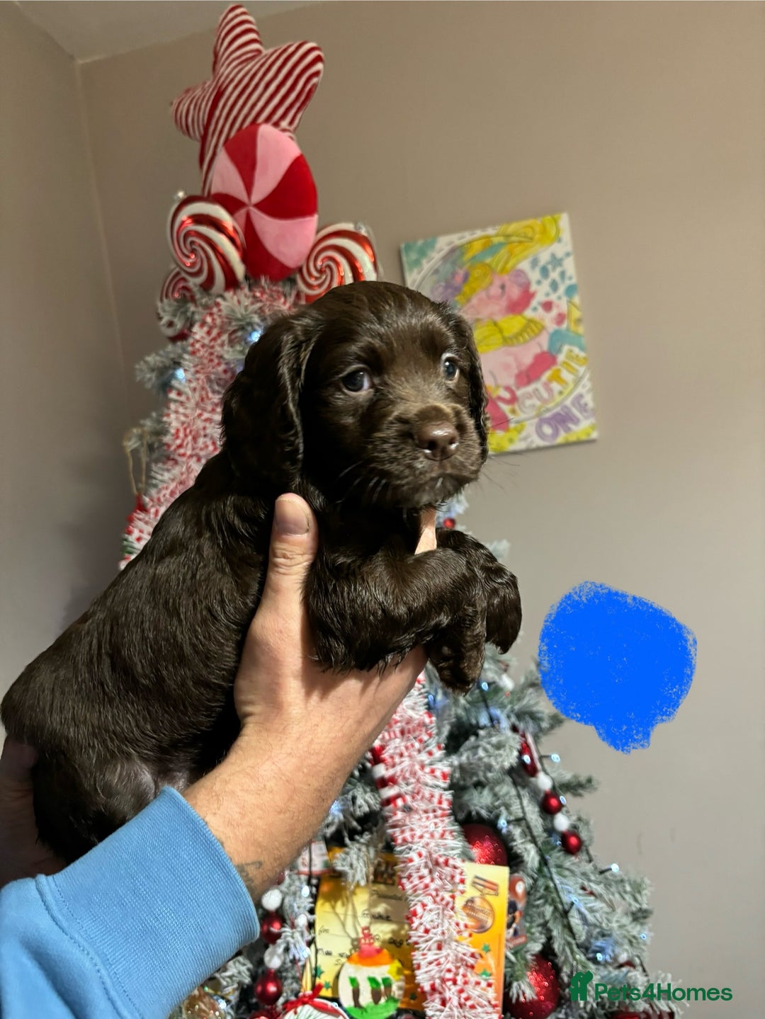 Sprocker dogs for sale: Chunky spocker spaniel  - Advert 5