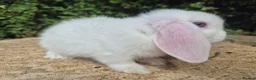 Mini Lop rabbits for sale: 🍓Gorgeous mini lop babies 🍓 - Advert 15