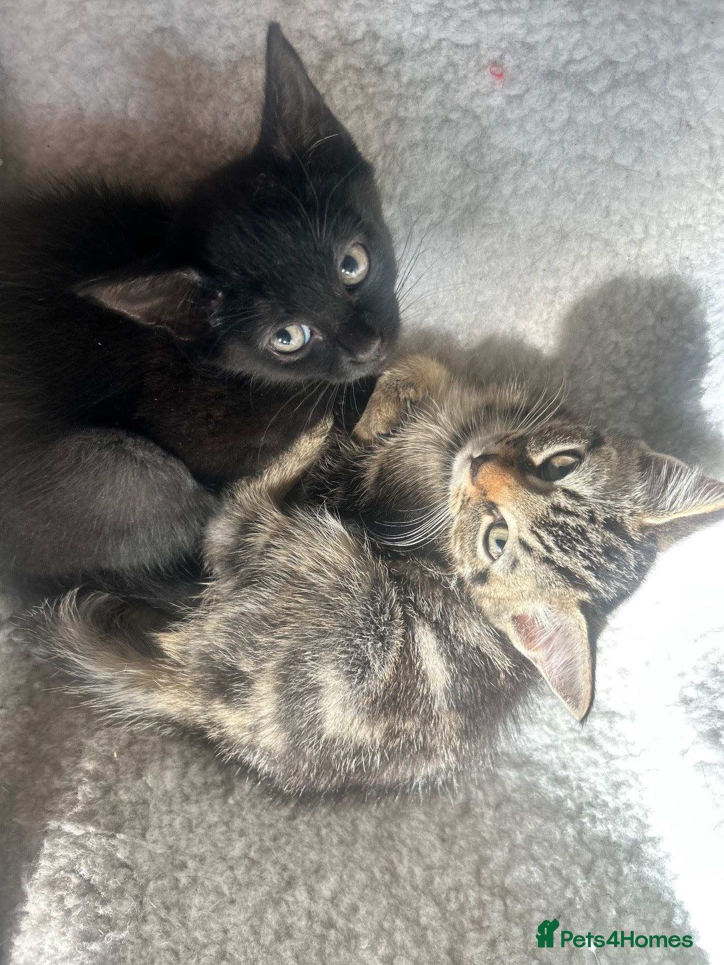 Mixed Breed cats Kittens for a lovely home - Advert 4