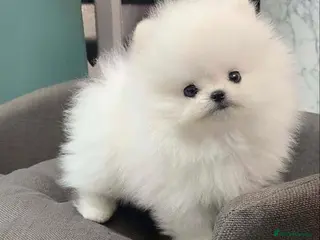 Pomeranian dogs Beautiful fluffy white Pomeranian puppies in London - Advert 4