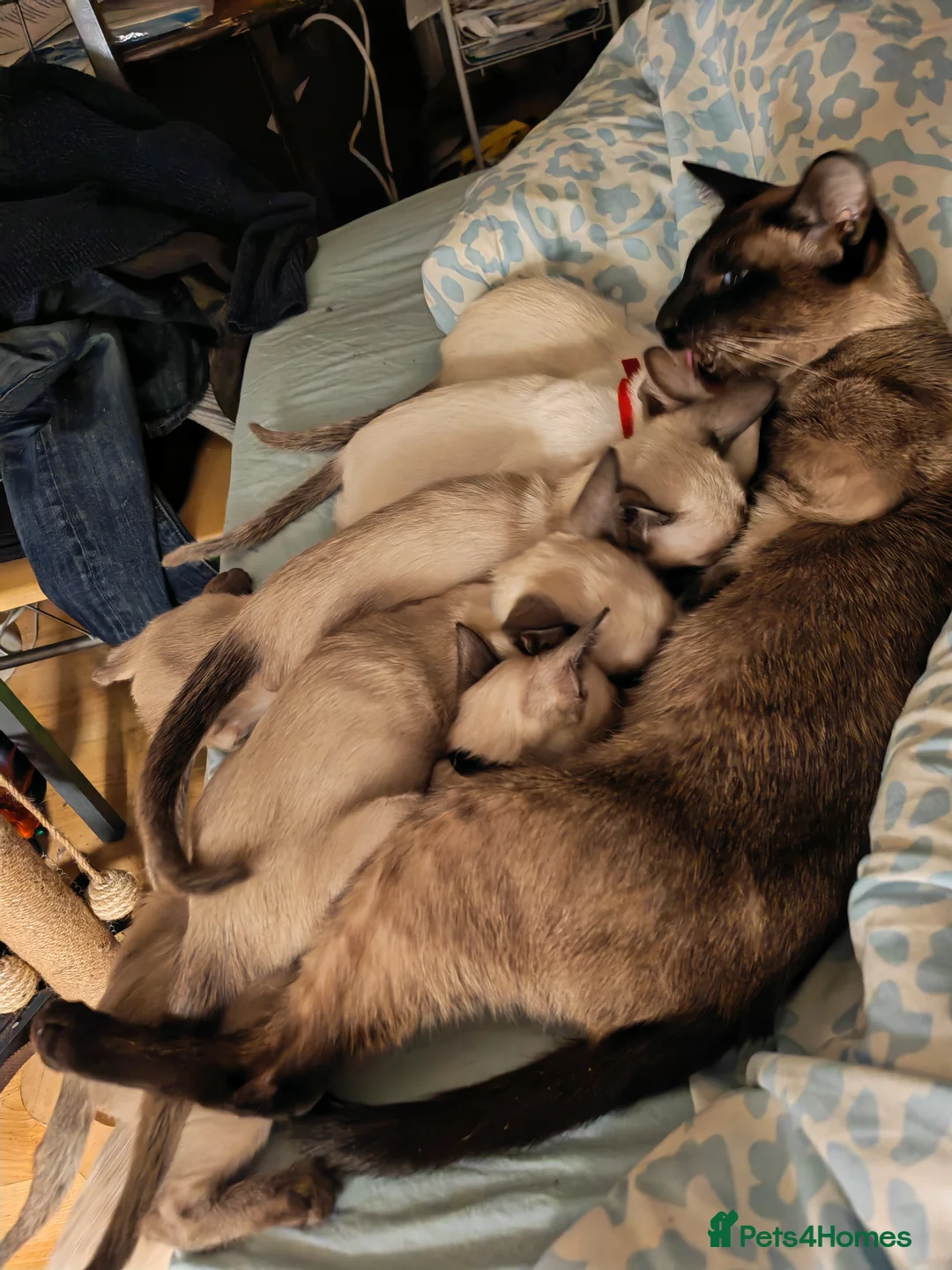 Siamese cats for sale: GCCF Siamese Kittens - Boys - Vaccinated & Chipped - Advert 4