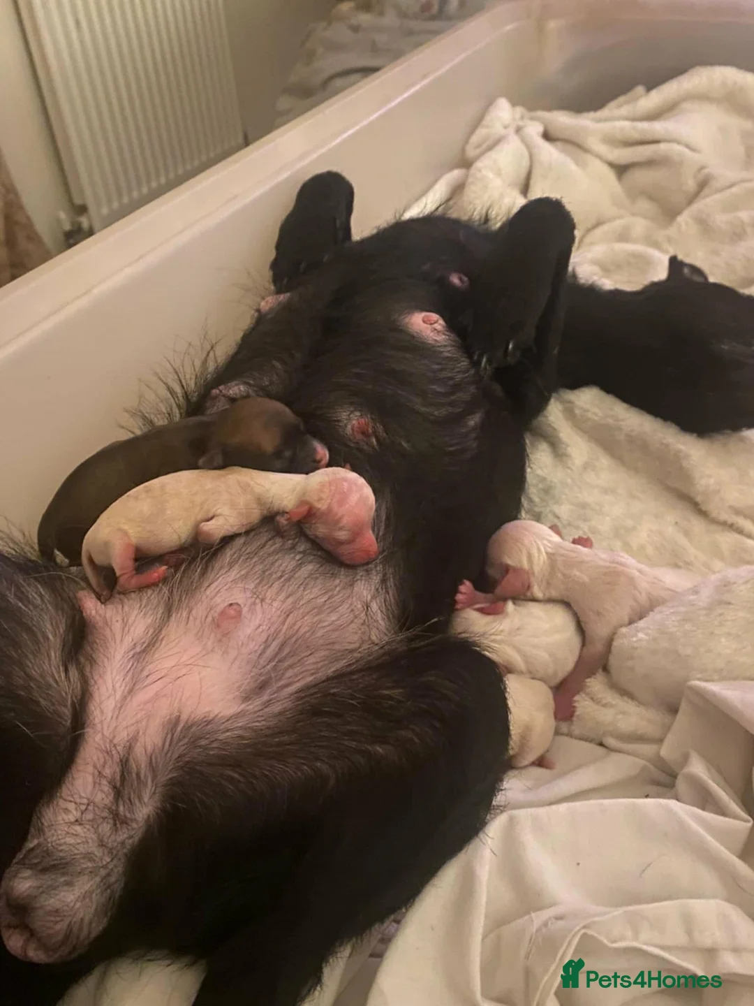 Mixed Breed dogs for sale: Terrier cross dachshund - Advert 6