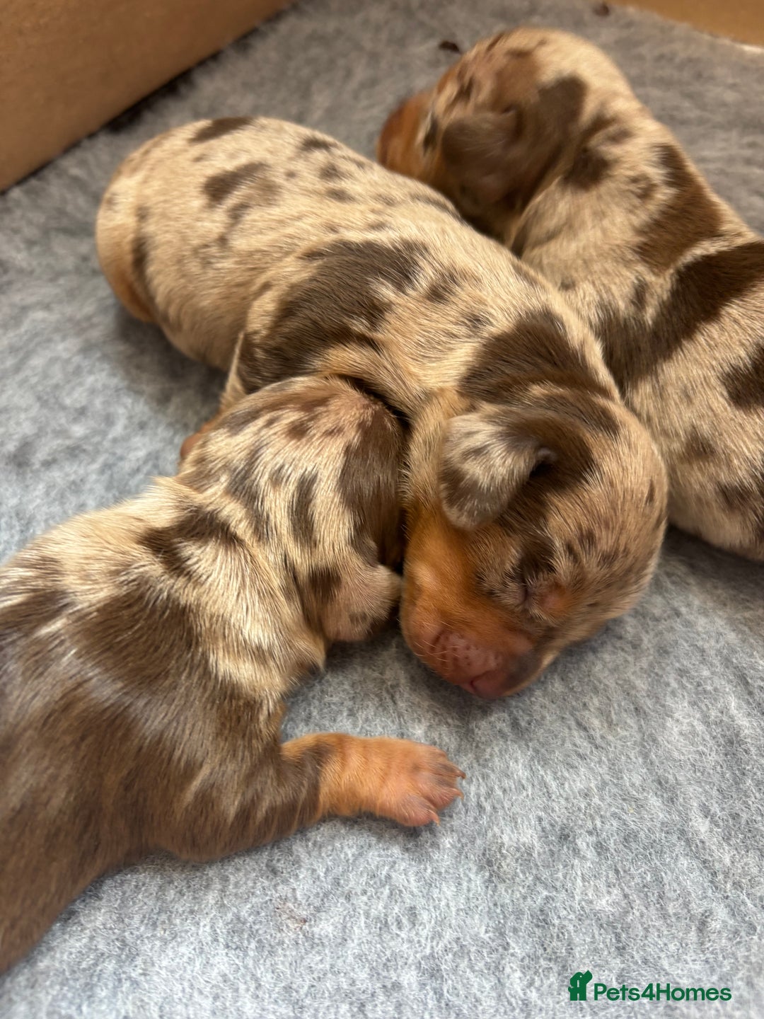 Miniature Dachshund dogs for sale: Only 4 left! Adorable Mini Dachshund Puppies 🐾🐶 - Image 27