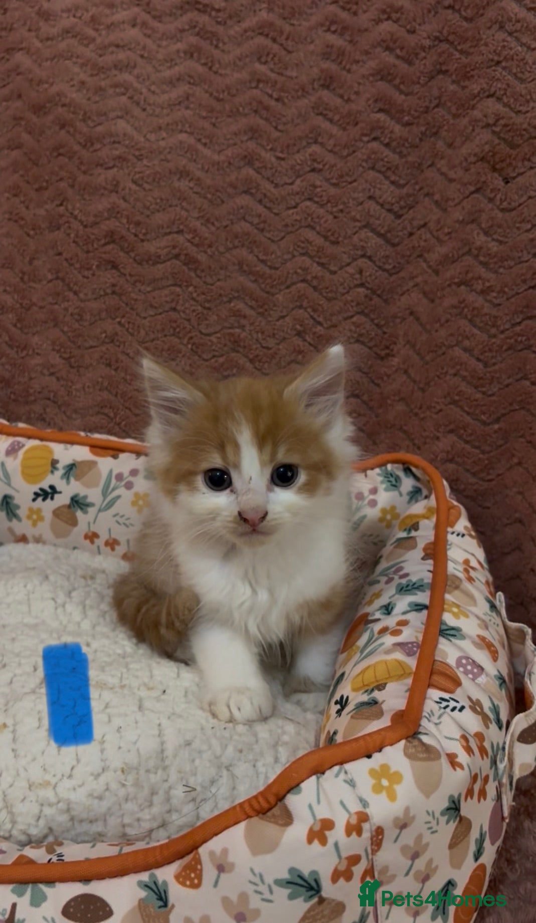 Mixed Breed cats for sale: 8 beautiful kittens ready for loving homes  - Advert 5