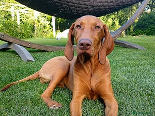 Hungarian Vizsla dogs Hungarian Vizsla ONE male pup available - Advert 18