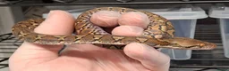 Python Snake reptiles for sale: Malayopython's Dwarf - Super Dwarfs - Advert 8