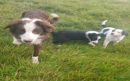 Border Collie dogs for sale: Border collie puppies  - Image 7