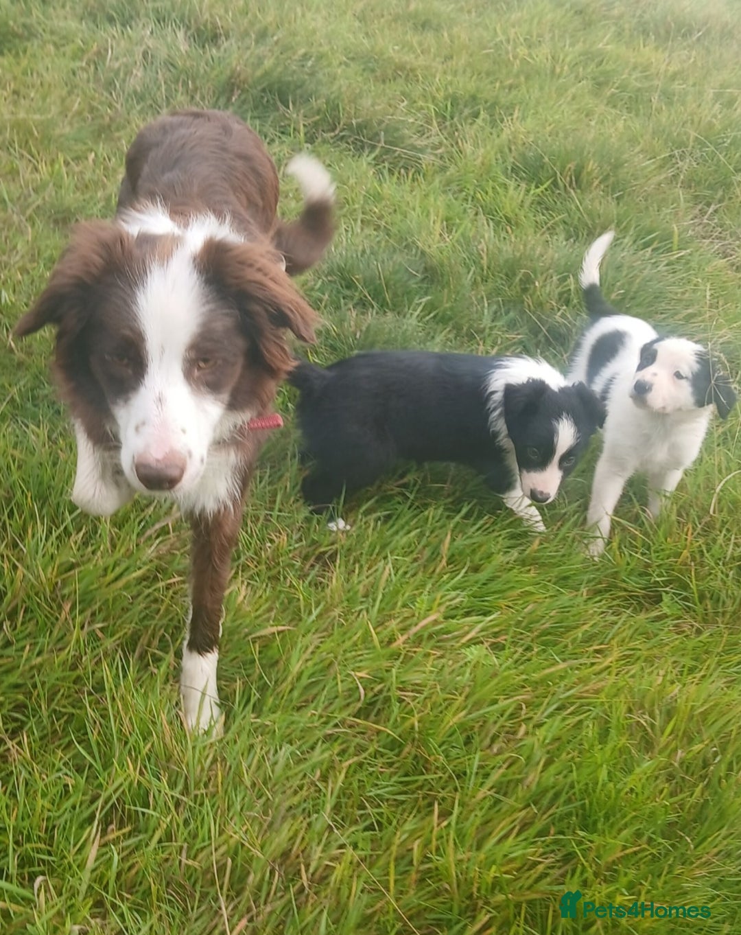 Border Collie dogs for sale: Border collie puppies  - Image 7