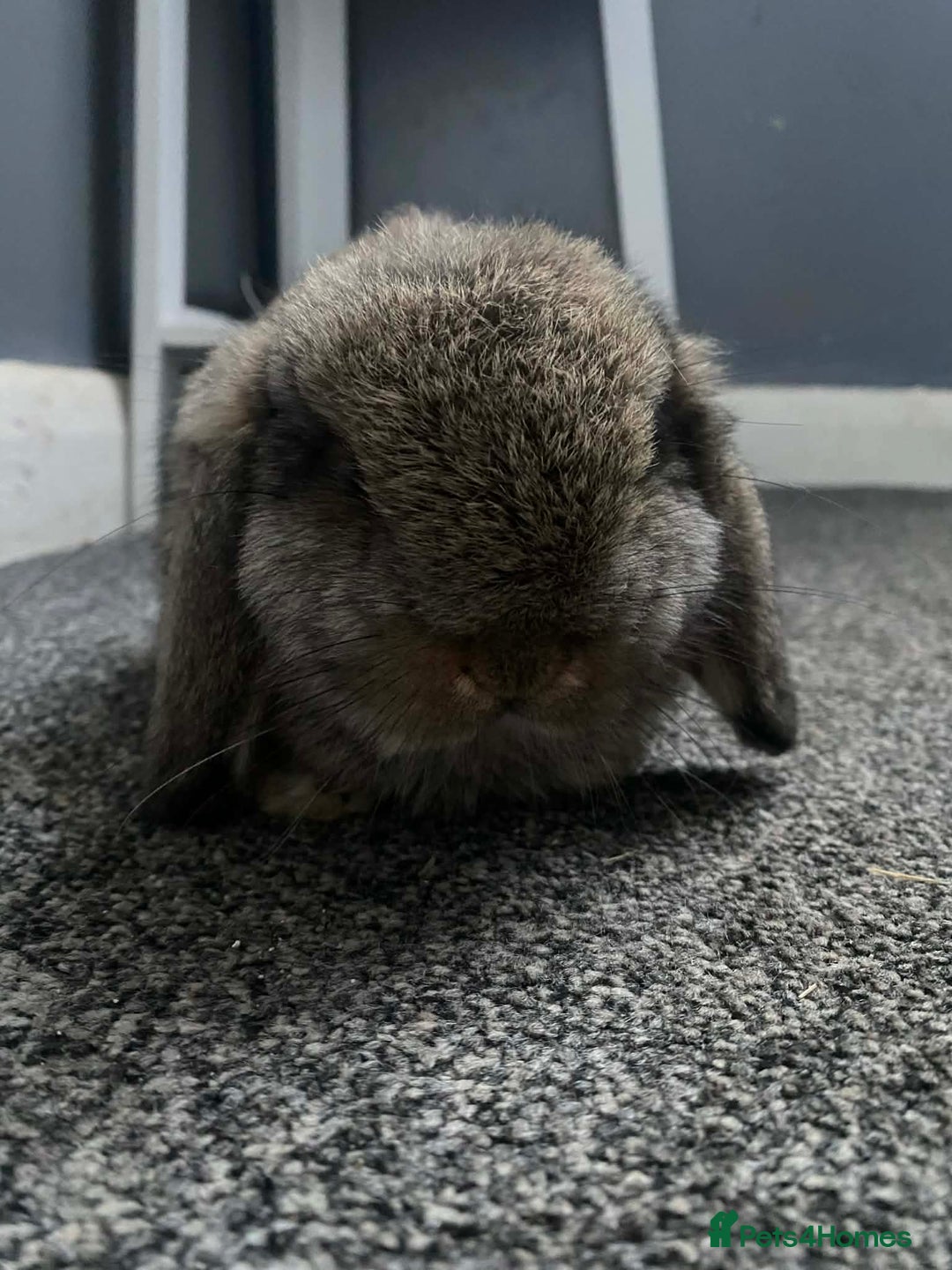 Mini Lop rabbits for sale: Mini lops  - Advert 1