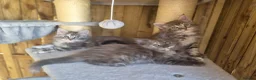 Maine Coon cats for sale: Beautiful Maine Coon Kittens - Advert 9
