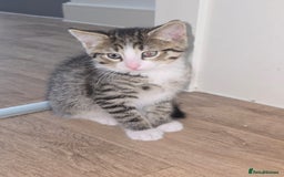 Persian cats for sale: Bundles of joy - Image 3