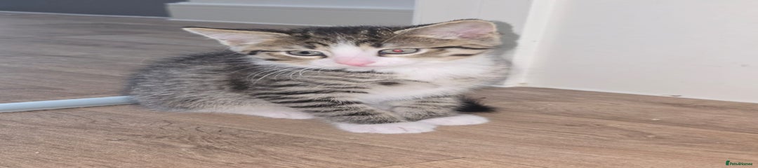 Persian Kitten 1