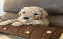 Labradoodle dogs for sale: Miniature Labradoodle puppies - Image 9