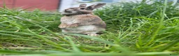 Mixed Breed rodents for sale: 2x rabbits  in Redcar - Advert 7
