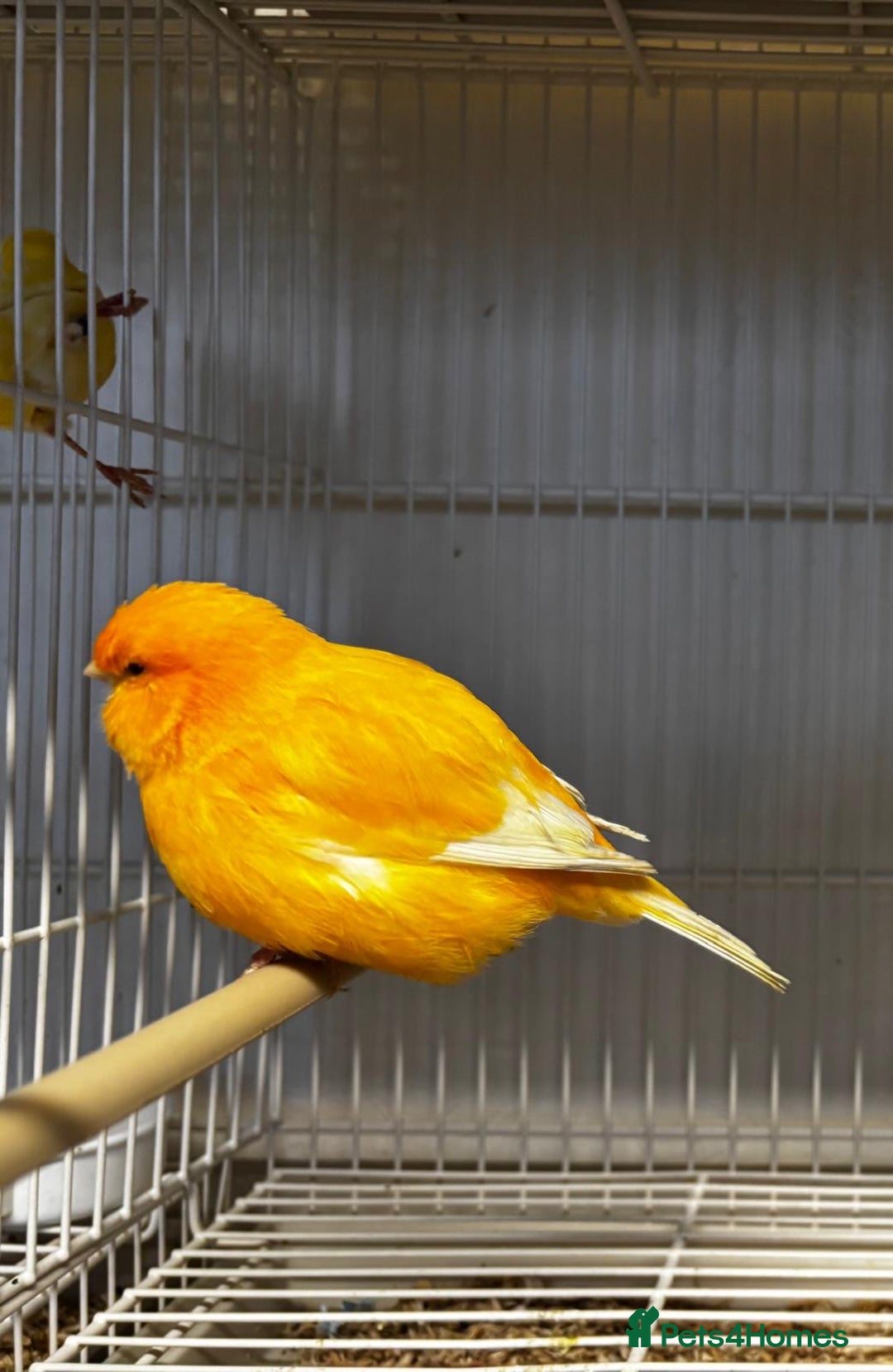 Mixed Breed birds for sale: Norwich cross canary  - Advert 1