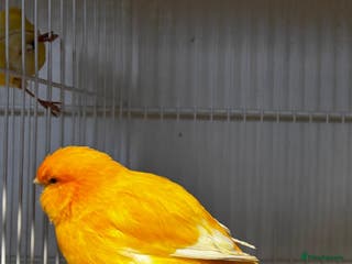 Mixed Breed birds Norwich cross - Advert 1