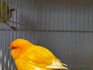 Mixed Breed birds Norwich cross canary - Advert 16