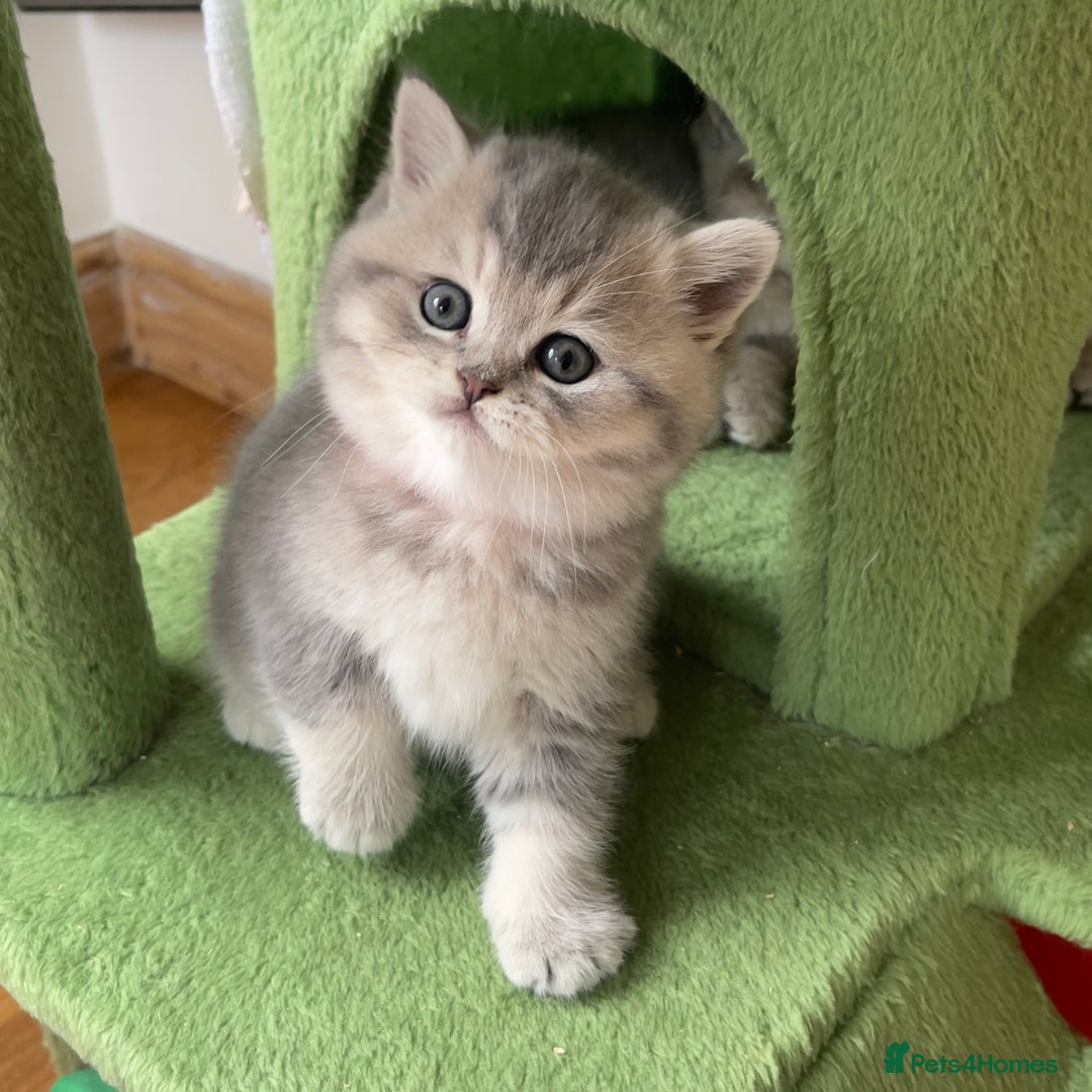 British Shorthair cats for sale: 3 GCCF British Shorthair Kittens– Champion Lines - Image 12
