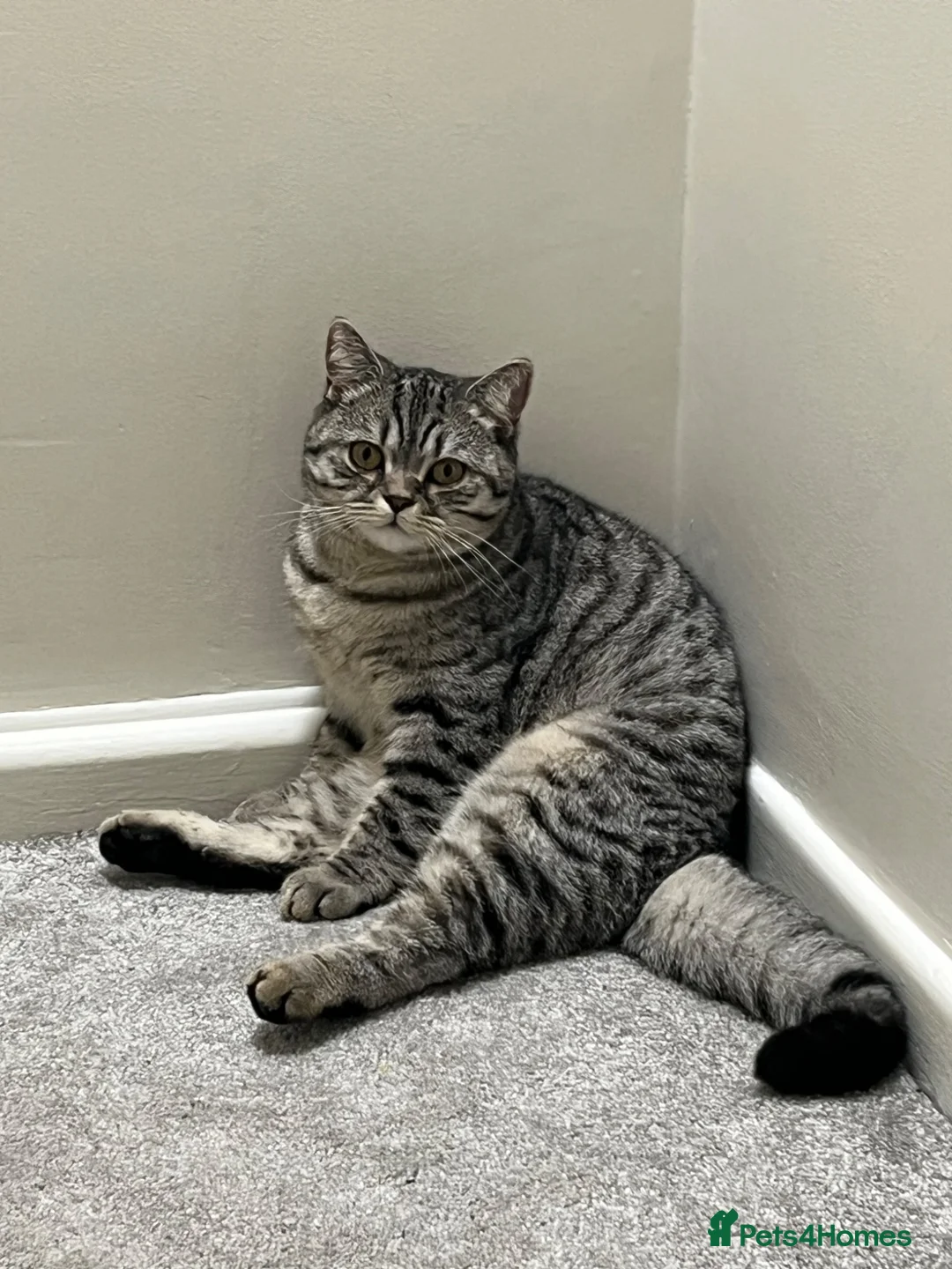 British Shorthair cats for sale: Mylo.  - Advert 1
