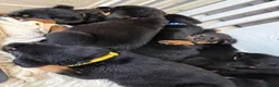 Rottweiler dogs for stud: Reggie  - Advert 7