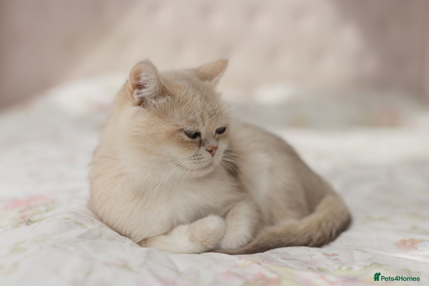 British Shorthair cats Golden Blue Ay12 BSH Female ready now - Advert 1