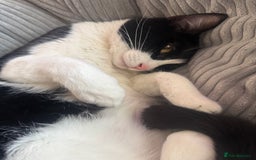 Domestic Shorthair cats for sale: FREE to good and clean home.  - Image 5