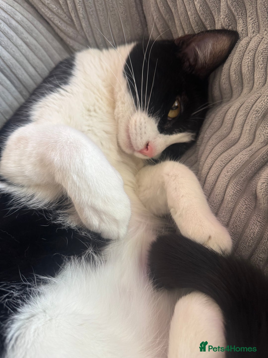 Domestic Shorthair cats for sale: FREE to good and clean home.  - Image 5