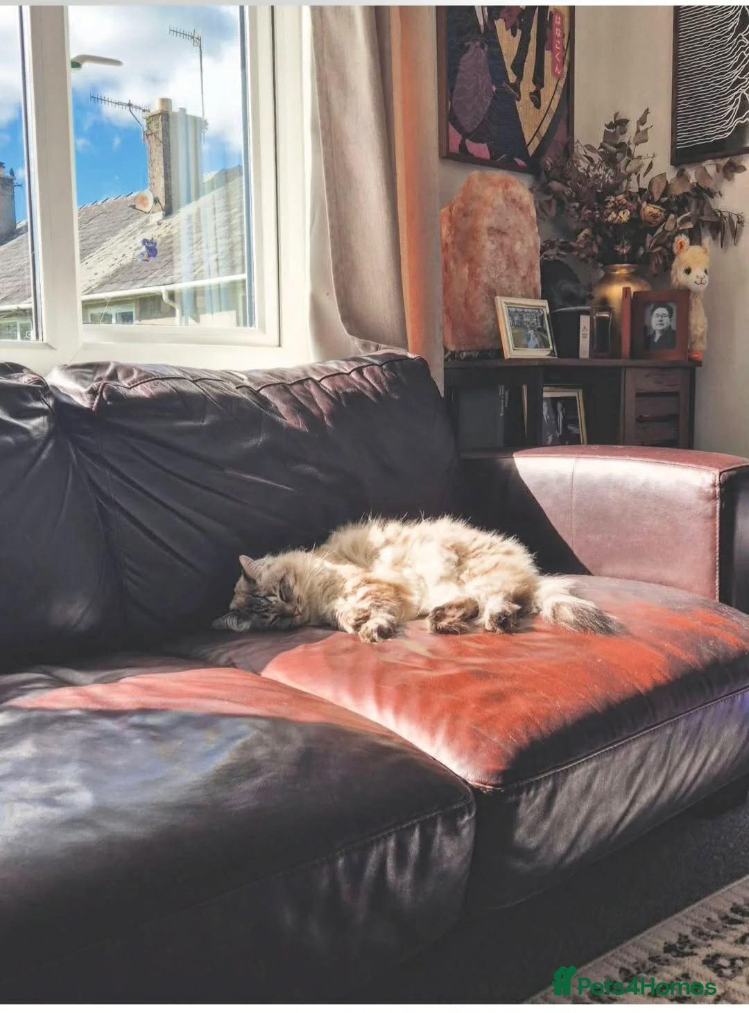 Ragdoll cats for sale: Male Ragdoll in need of a good home in Kendal - Advert 2