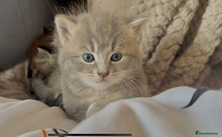 Persian cats - Advert 6
