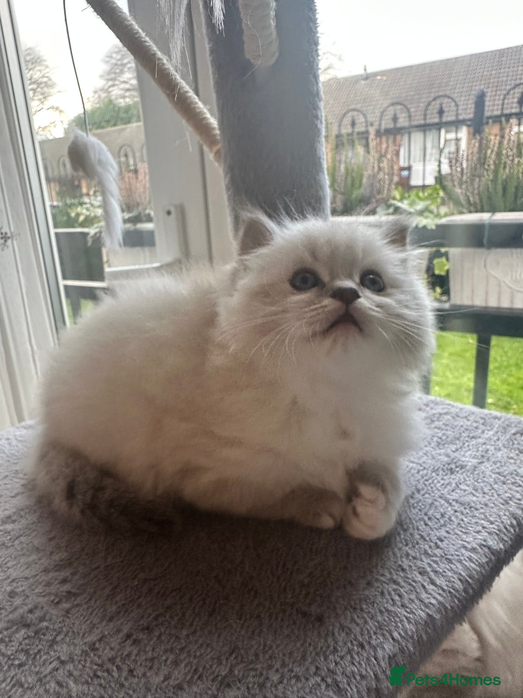 Neva Masquerade cats for sale: Gorgeous Neva Masquerade/British Blue Kittens  - Advert 9