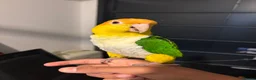 Parrots birds for sale: Beutiful caique tame in Manchester - Advert 2