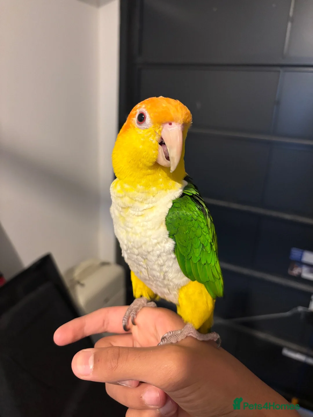 Parrots birds for sale: Beutiful caique tame in Manchester - Advert 2