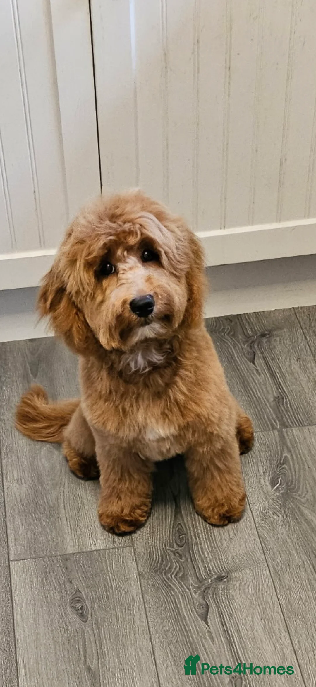 Cockapoo dogs for sale: Male 7 month old cockapoo  - Advert 1