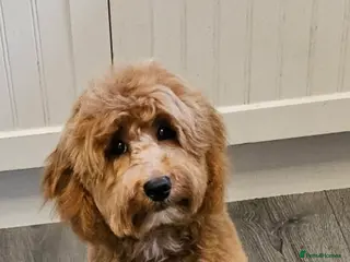 Cockapoo dogs Male 7 month old cockapoo - Advert 3