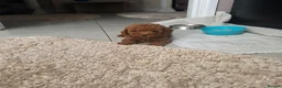 Toy Poodle dogs for sale: Toy poodle - Advert 4