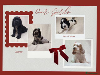 Cocker Spaniel dogs Show type unique markings cocker spaniel puppies - Advert 3