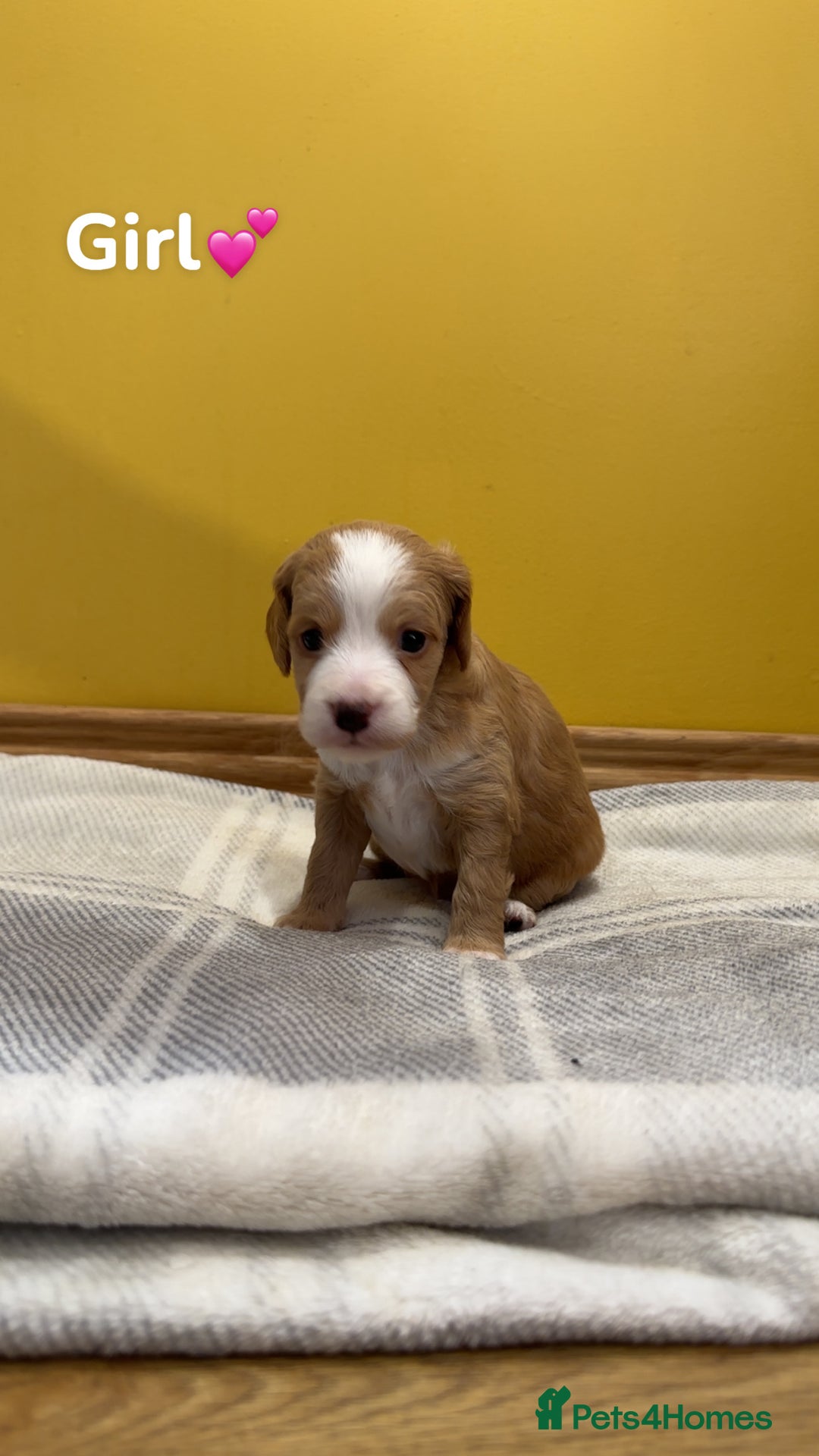 Cockapoo dogs for sale: Cockapoo puppies  - Image 11