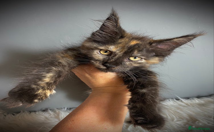 Maine Coon cats - Advert 11